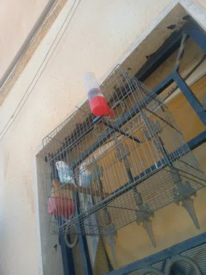 عصافير بقلينو