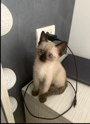 Siamese2