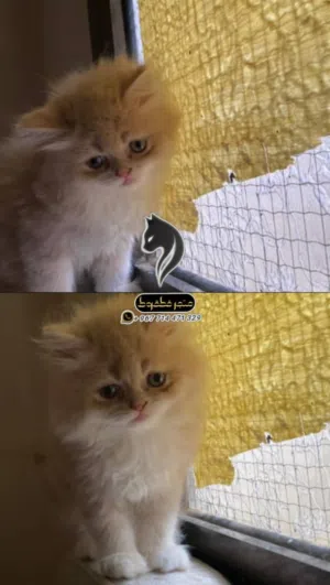 عروضنا غير