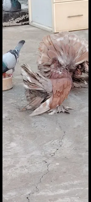 حمام شامسي  حجم جانبو ماشاء الله