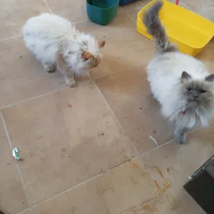 بسس للبيع زسرشي