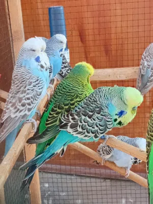 7 أزواج نمبر ناتجات يبن كساب