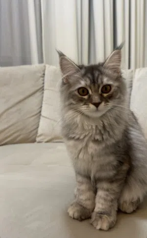 6 month old kitten