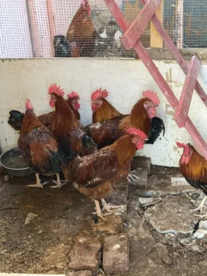 Male chicken
