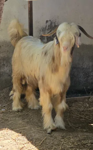 تيس من حلال الرحوب أصيل ومن سلالة طيبة