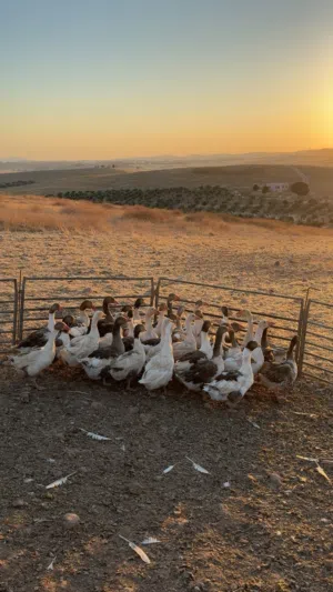 بط للبيع العدد 35