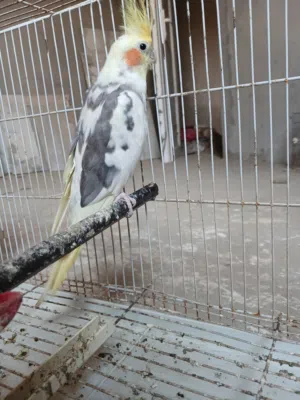 عصفور ذكر كوكتيل لا قوة الا بالله