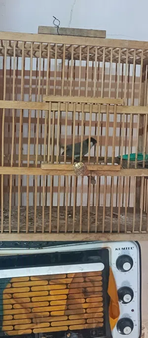 بلبل طور 35.
