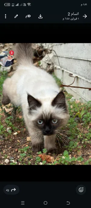 ذكر هيمالايا شوكليت عمره سبع اشهر