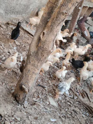 متوفر صيصان تجهين عمر 3 اسابيع