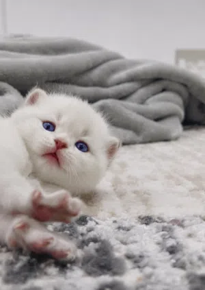 A wonderful kitty/ وايتي الجميله