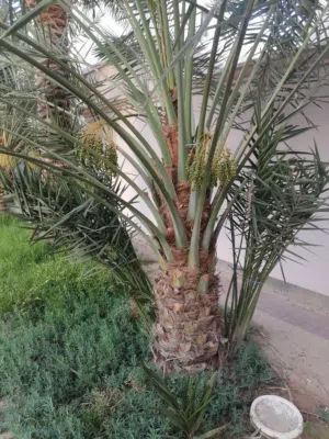 فسيل نبتة سلطان في البحرين
