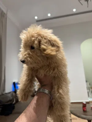 كلب توي بودل   Toy Poodle dog
