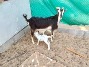 Goats with baby Sale Sharjah zubair