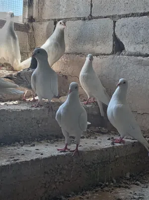 حمام فرنسي فوق جامبو 8 جواز موجود