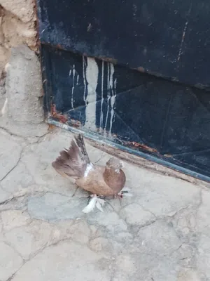 السلام عليكم طيره