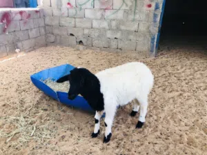 السلام عليكم فطيمه لبيع ربي يبارك
