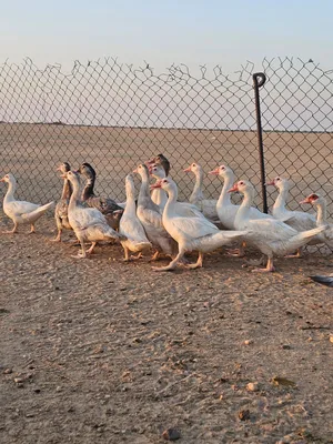 ‏حيوانات وطيور اخرى‏1