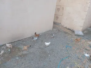 دجاج فرنسي الابيض كولمبي و الاحمر بيور  عمر شهرين ونص تقريبا