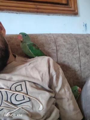 السلام عليكم درة أمريكي (نيبالي) إنتاج محلي مروض كيف بادي يطير قاعد يأكل شرنقة كيف بادي يأكل شوية ش