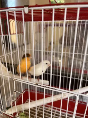 Canaries couple