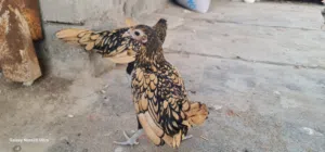 دجاج سباني زوجين حلوات يخبلن