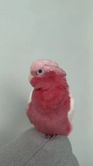 rear albino galah parrot 8 months old with an amazing price