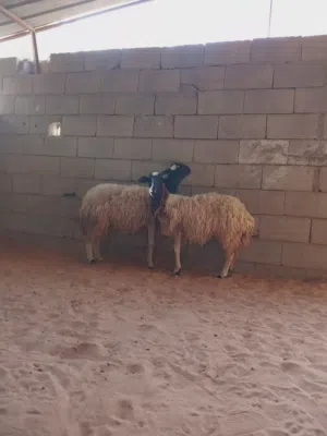 زوز نعاج.. وحدة تنيه وحده اربعه....
