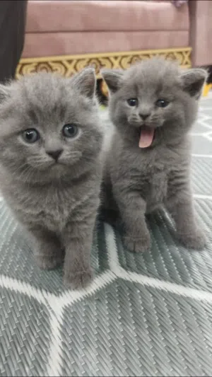 قط سكوتش فولد للبيع ، العمر ( شهرين )،النوع (2 انثى و واحد ذكر )،السعر الواحد ب 45،و الثلاثه ب 110