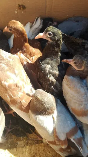 زغاليل حمام
