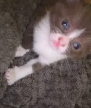 قطه ام مع عيالها بريتش شورت هير mom cat with her two kittens British shorthair