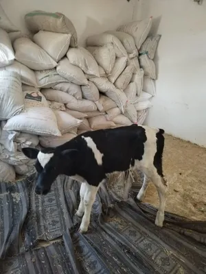 ‏أبقار‏0