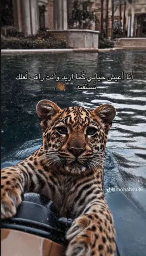انس ابراهيم 