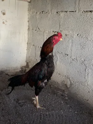 ديك باكستاني للبيع