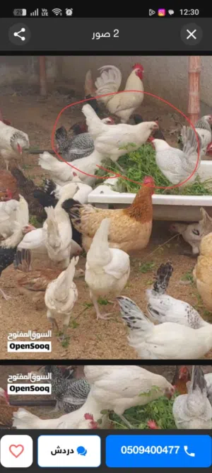 دجاج بلدي فرنسي