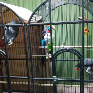 well trained parrots