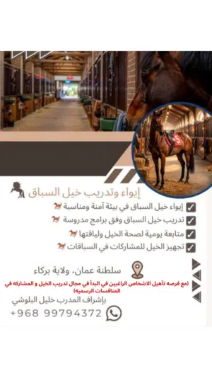 ايواء وتدريب خيل السباق والقدرة  وتدريب الراغبين في تعلم تدريب خيول سباق والقدرة