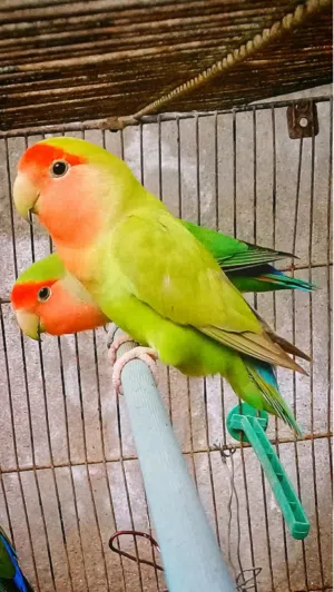 السلام عليكم بيعه سريعه