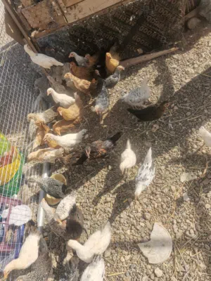 دجاج للبيع