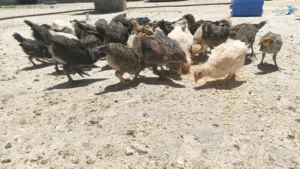 60صيصان عمر فوق الشهر حبات كبيرة أغلبه فرخات