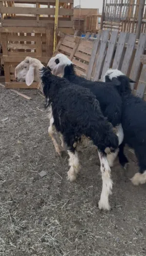 حلال نجدي وتهجين نجدي