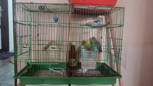 Accessories . Birds & Poultry2
