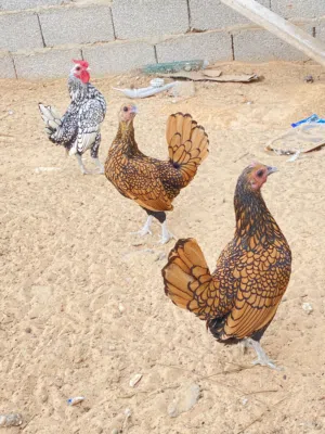 دجاج الأنيق