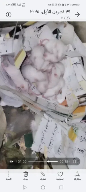 مايس ابيض تجارب