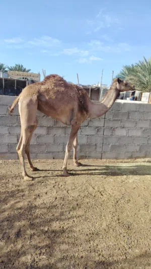 للبيع ناقه مع ولدها للبيع بكره حجه