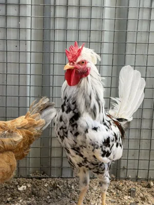 ديج ماكنتوش ودجاجه عرب لبيع