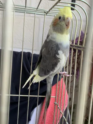 ببغاء كوكتيل فراخ