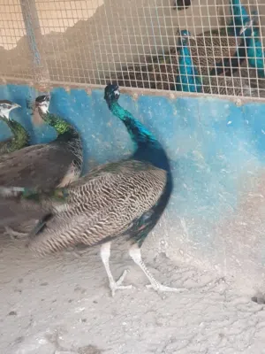 طاؤوس إنتاج محلي ... البيع بالمفرق أو بالجملة.