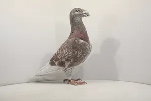 Pigeons0