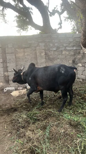 ثور خارجي مطعوم